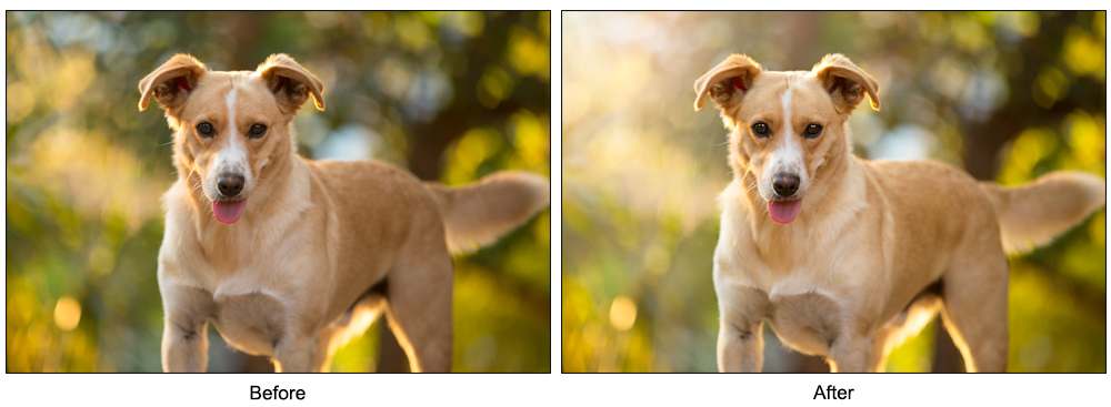 Editing dog photos in photoshop