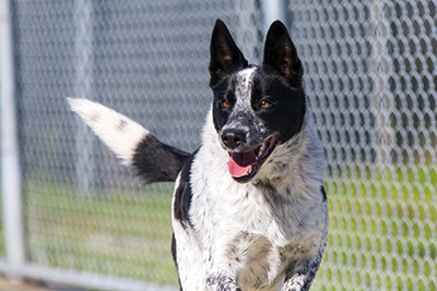 Dogs saved by photography