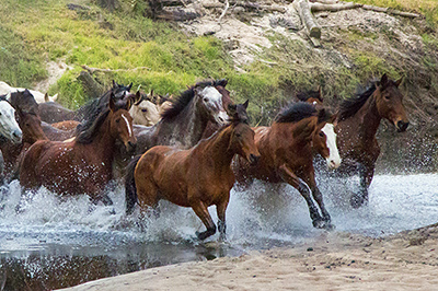 Happy Birthday to all the horses!