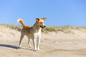 Country dog meets the beach