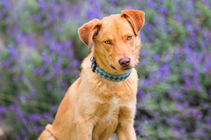 Pound dogs and the power of photography