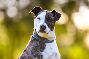 Stripes the wonder pound dog