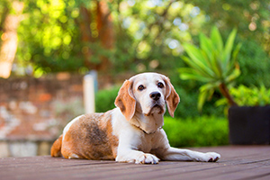 Bodie, Baldrick and Marvin photo session