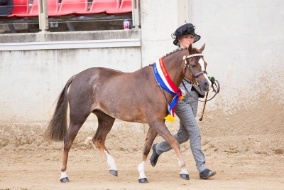 Sydney Royal Easter Show 2017