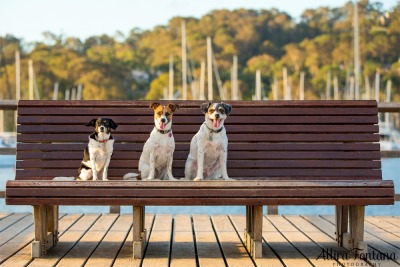 Howie, Penny and Daisy photo session