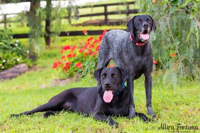 Sparrow and Zeus photo session