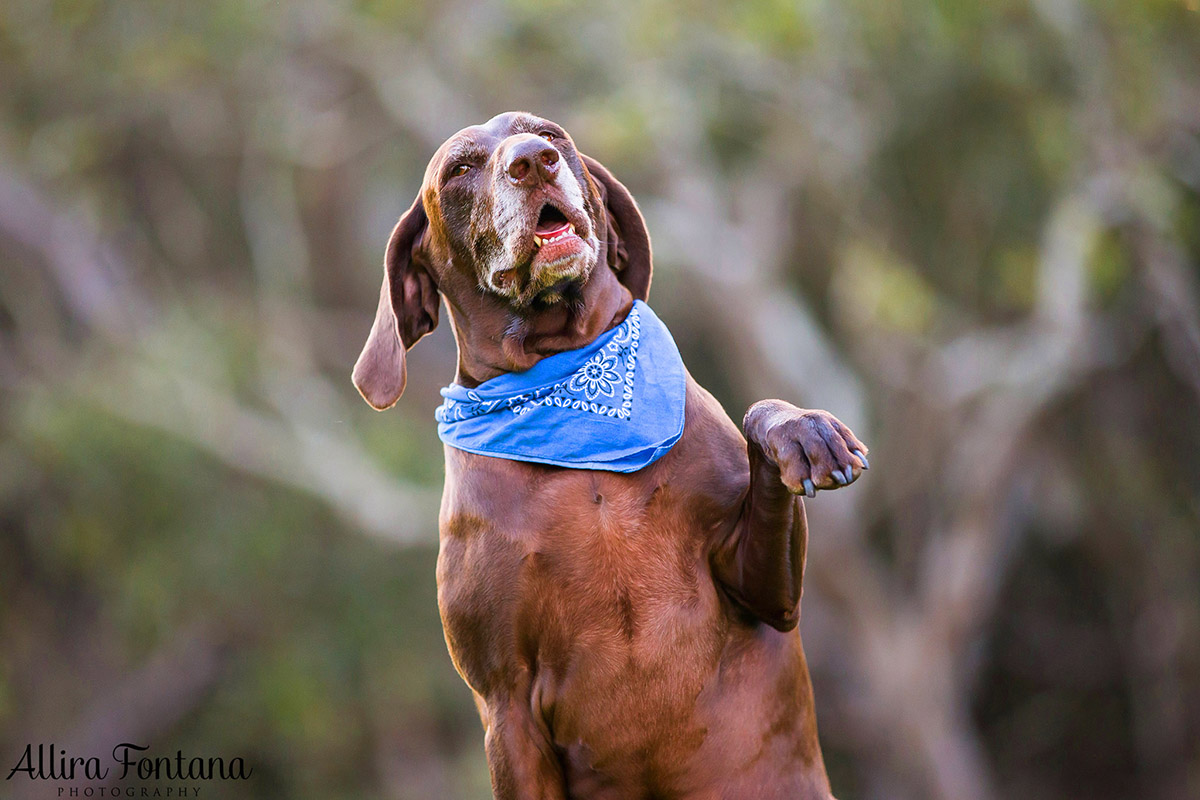 Ellie and Dukey photo session
