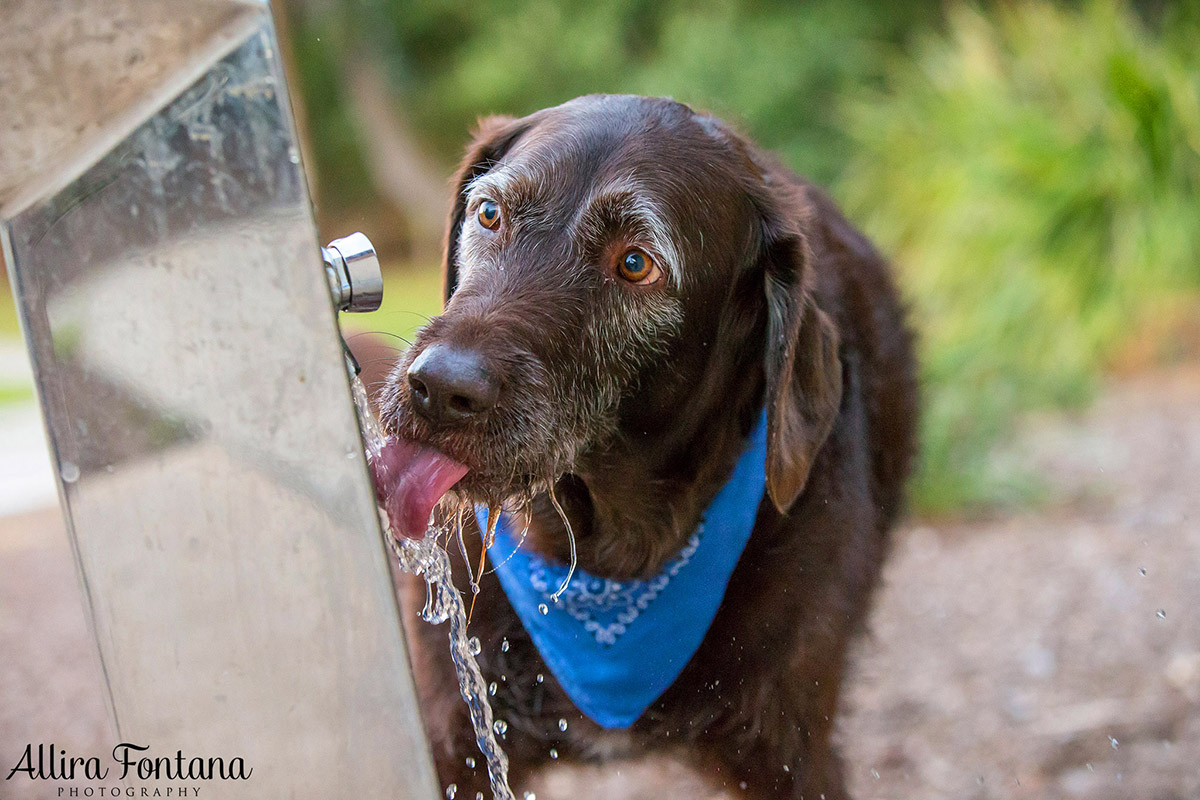 Ellie and Dukey photo session