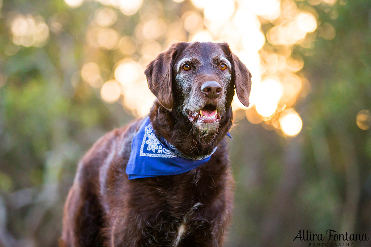 Ellie and Dukey photo session 