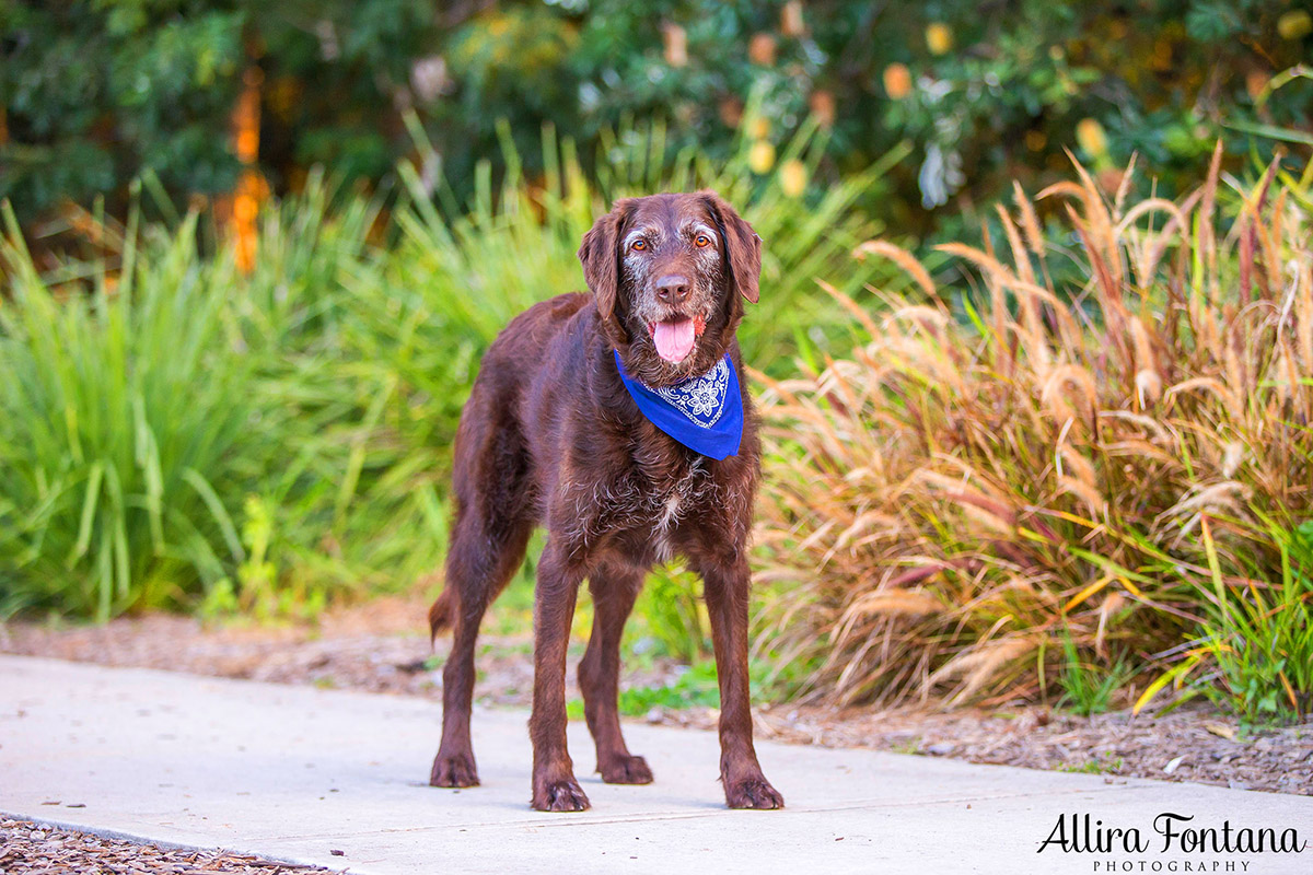 Ellie and Dukey photo session