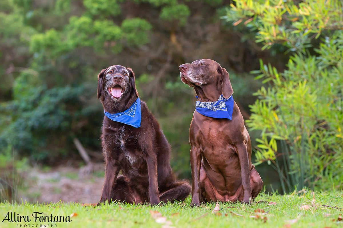 Ellie and Dukey photo session