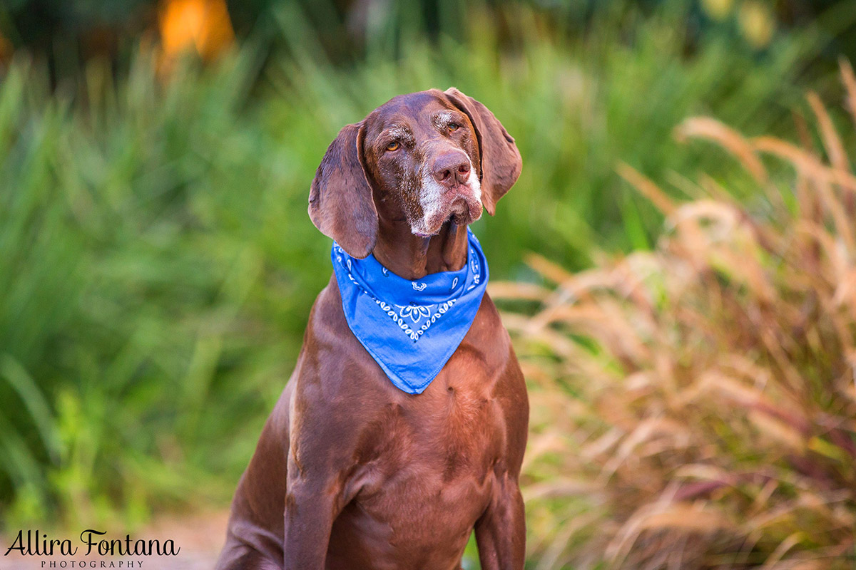 Ellie and Dukey photo session