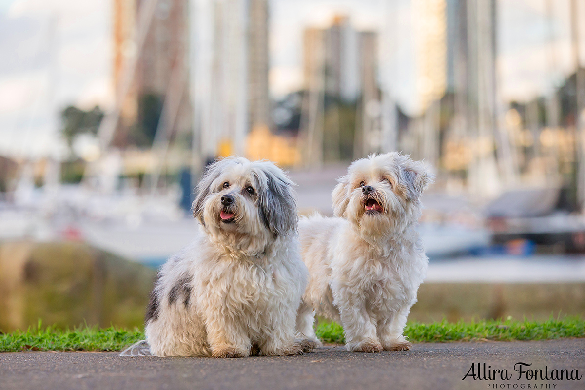 Henry and Benny photo session 