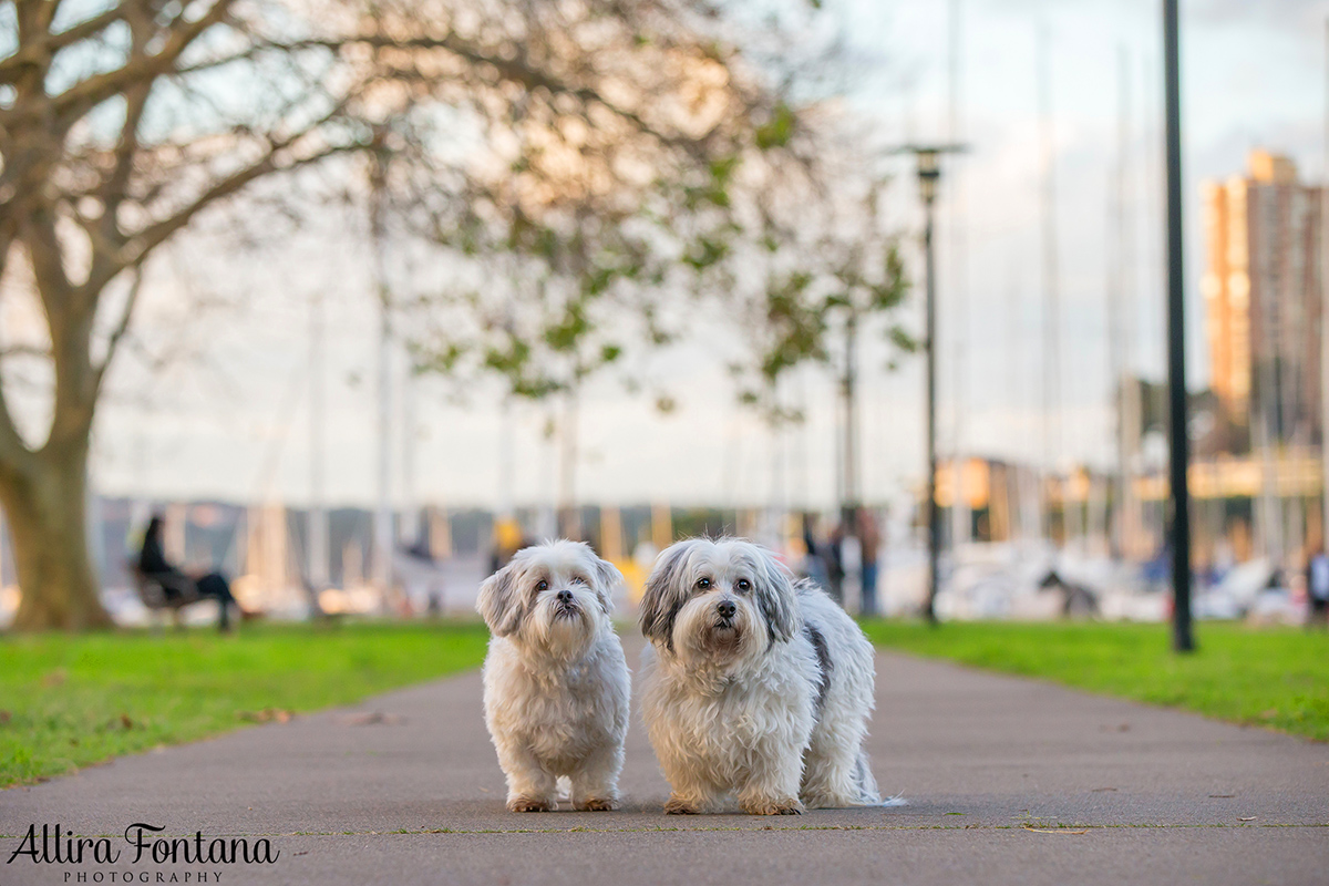 Henry and Benny photo session 