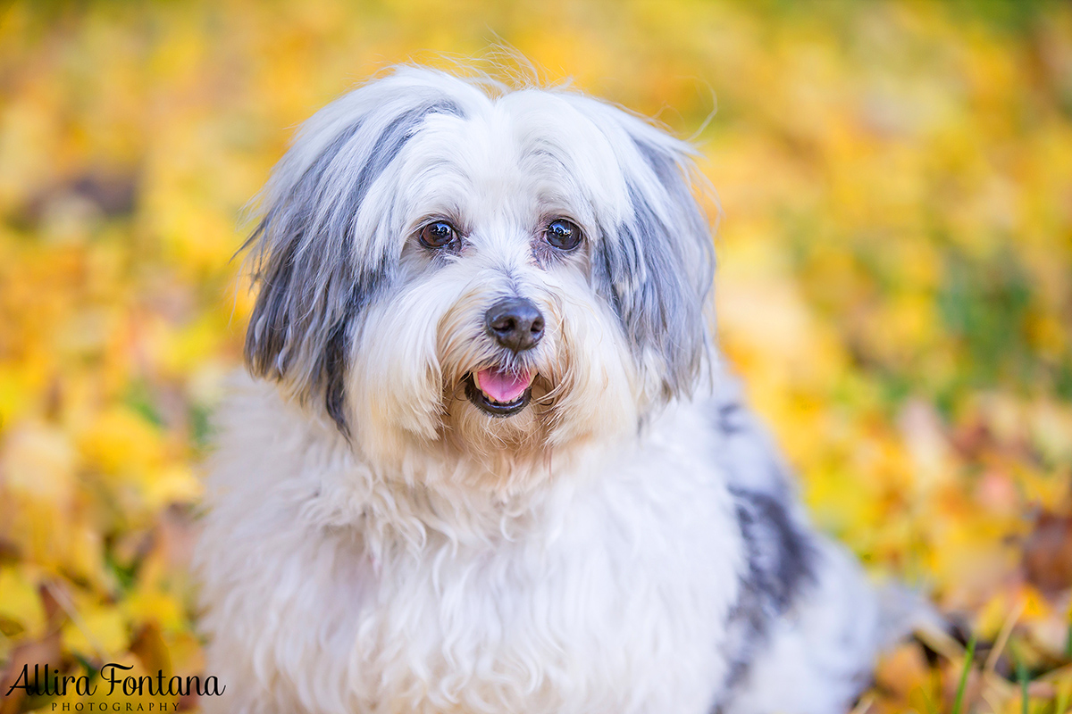 Henry and Benny photo session 