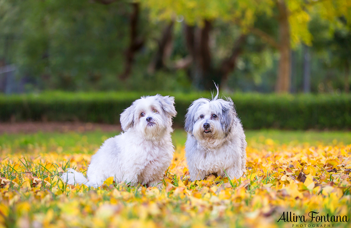 Henry and Benny photo session 