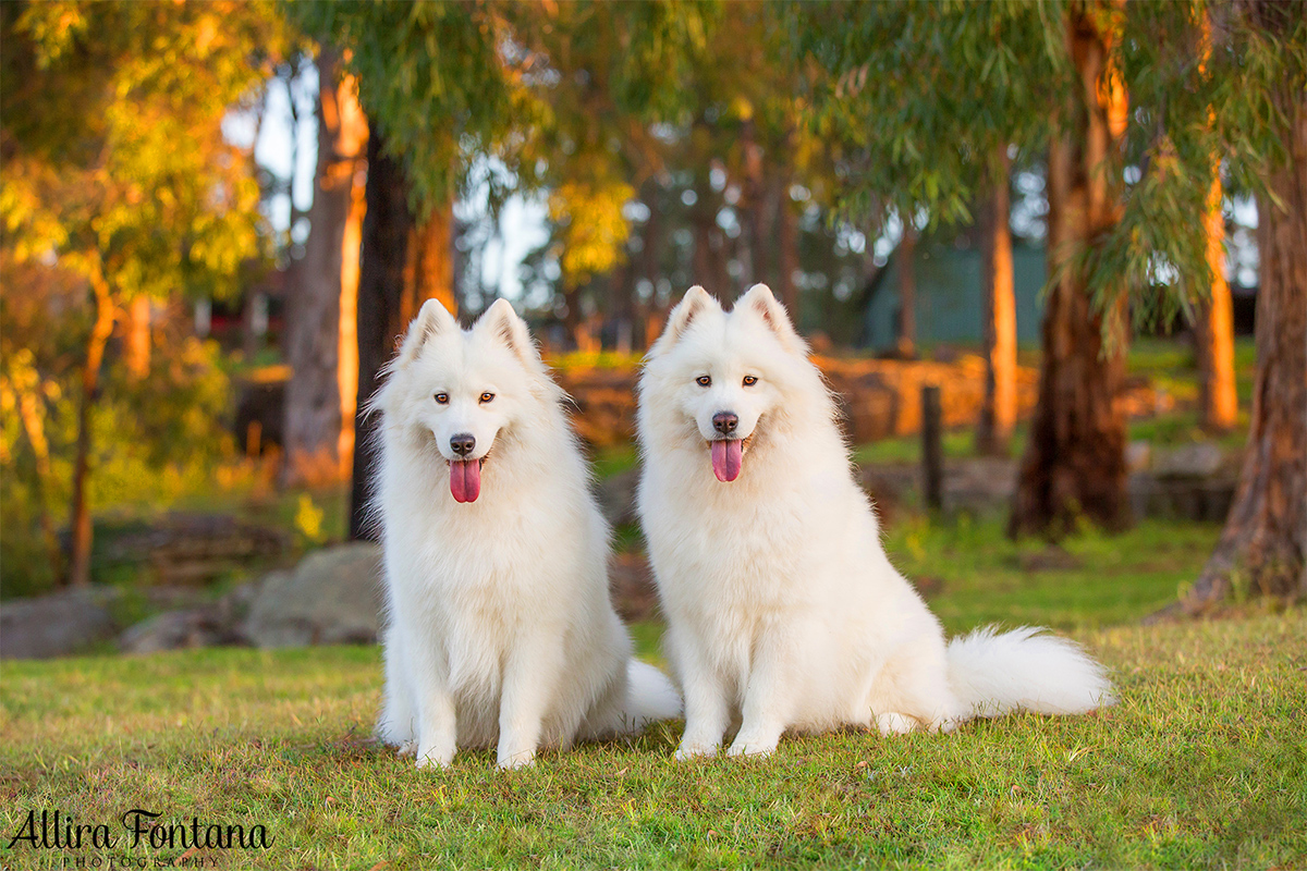 Miga and Torah photo session 