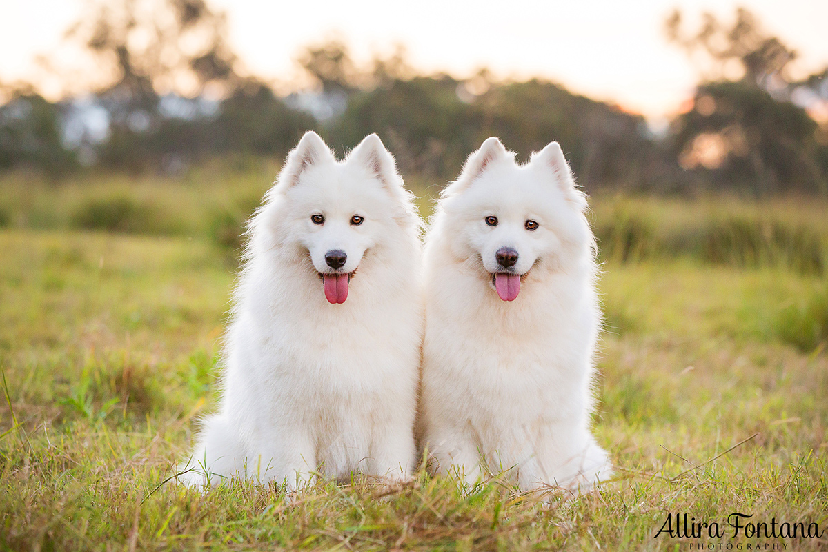 Miga and Torah photo session 