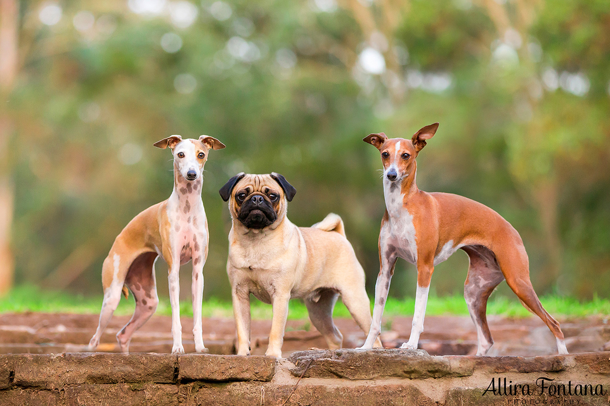 Portia, Evie and Bug photo session 