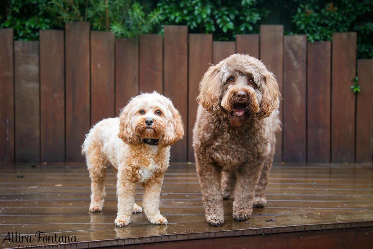 Buffy and Ruby photo session 