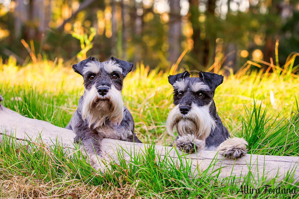 Minty and Tilly photo session 