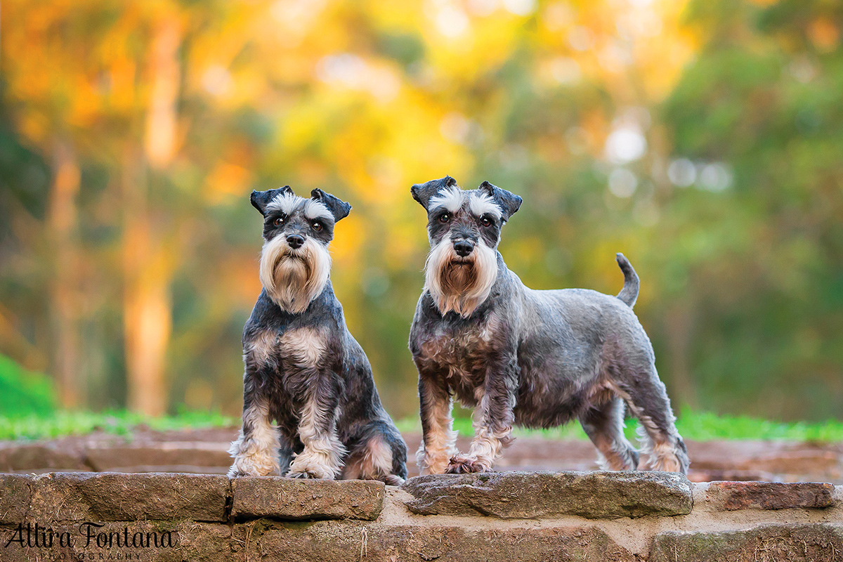 Minty and Tilly photo session 