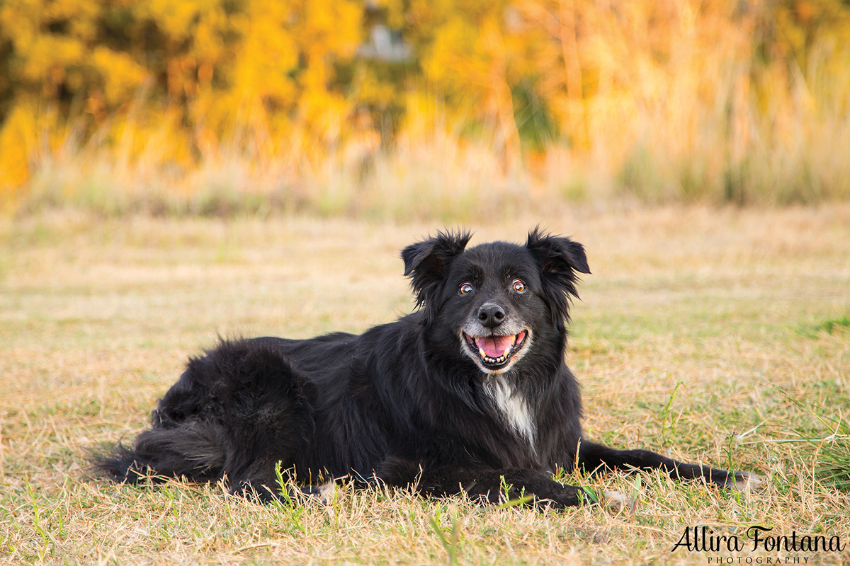 Toby, Diva and Bailey photo session