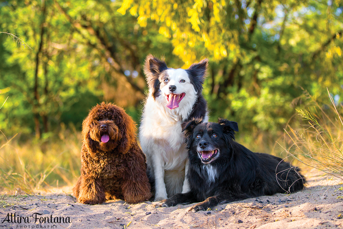Toby, Diva and Bailey photo session