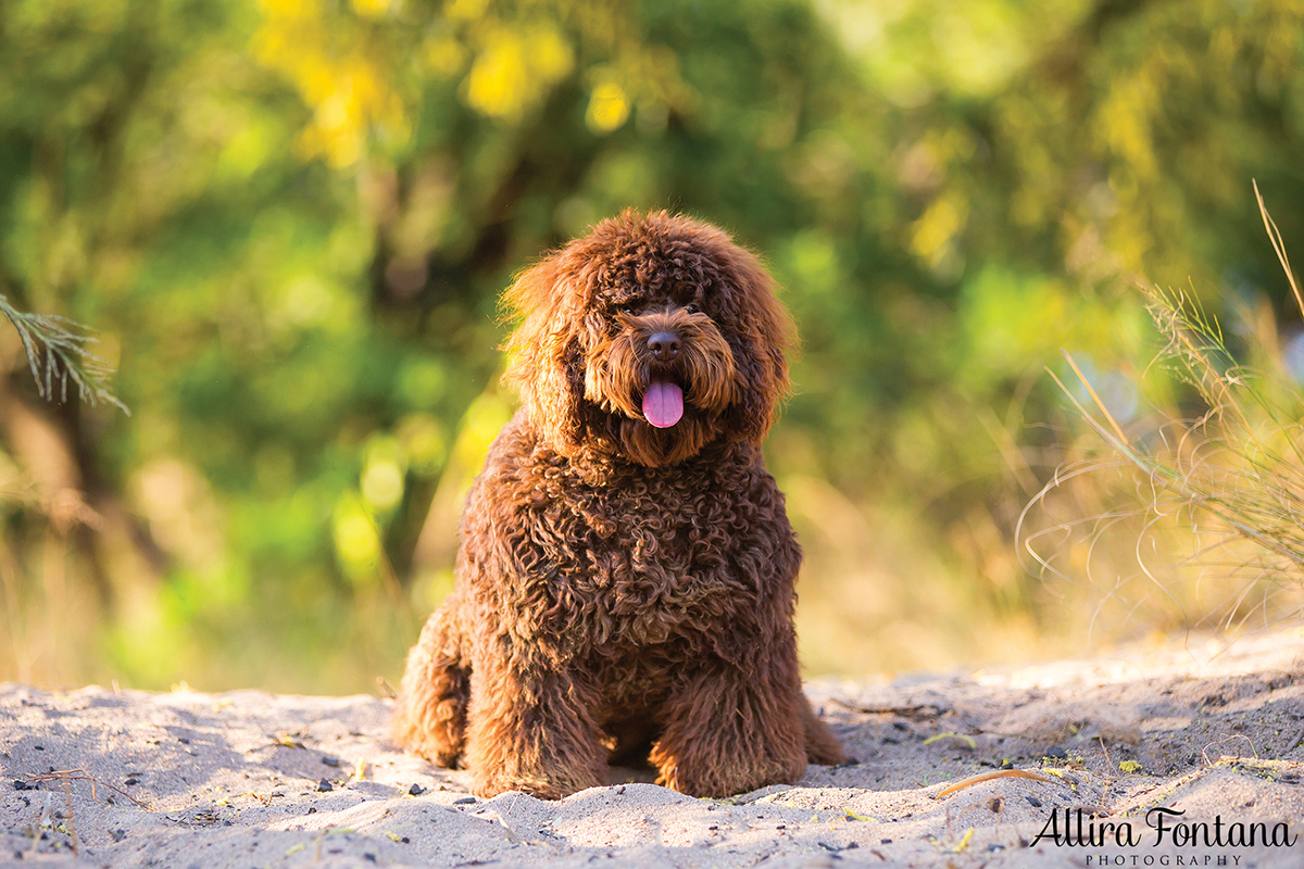 Toby, Diva and Bailey photo session