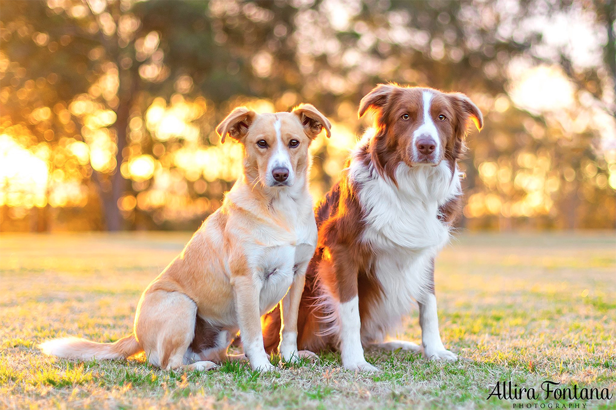 Chico - the Border Collie locked up away from the world 