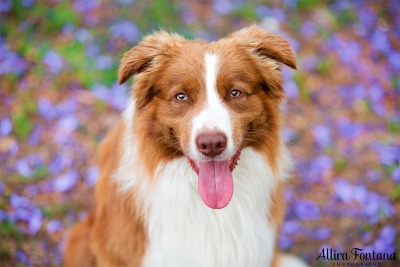 Chico - the Border Collie locked up away from the world