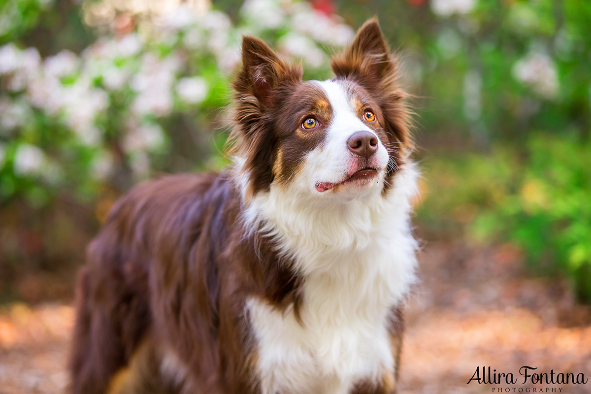 Red kelpie shop cross border collie