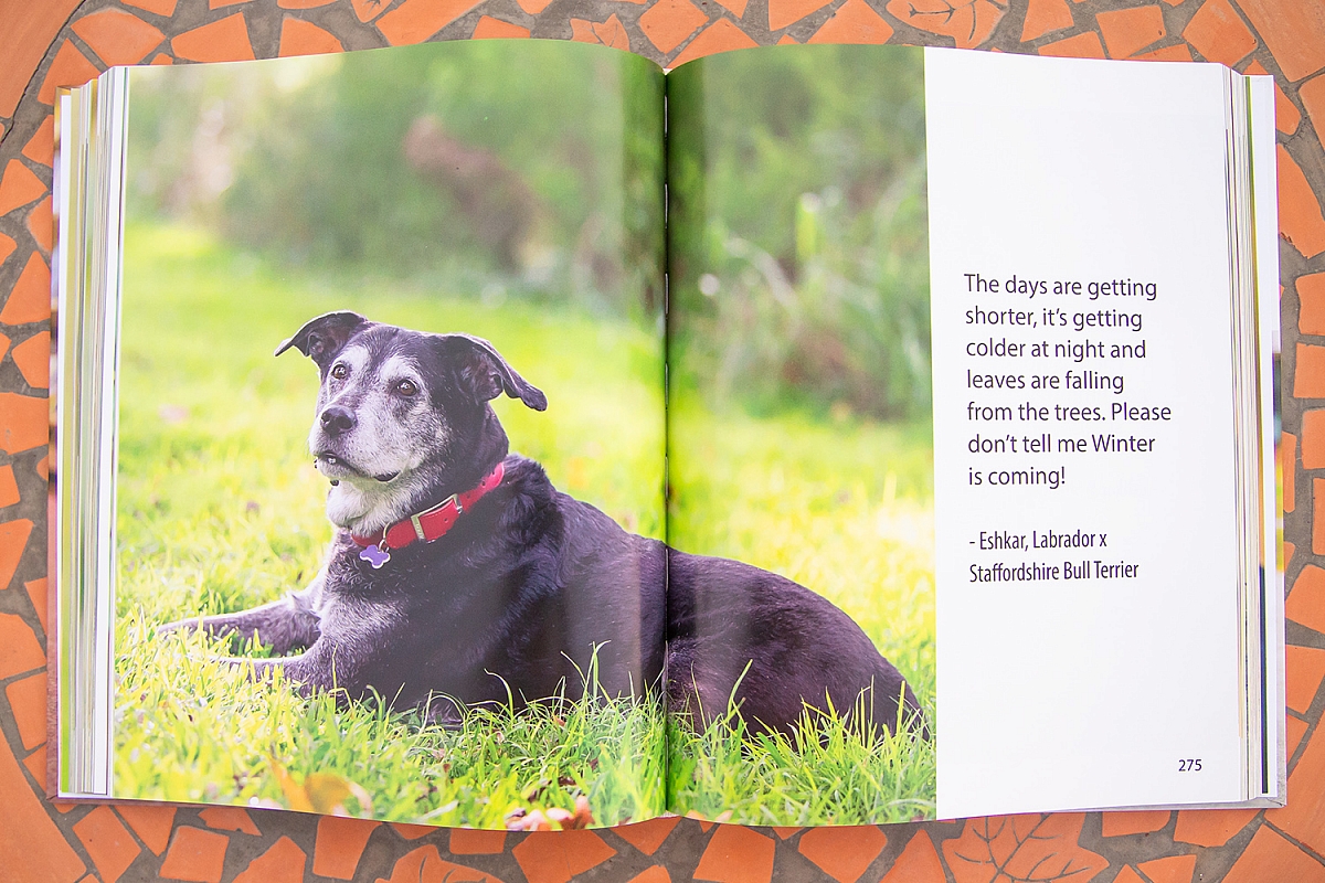 Canines of Character coffee table book | CoC6.jpg