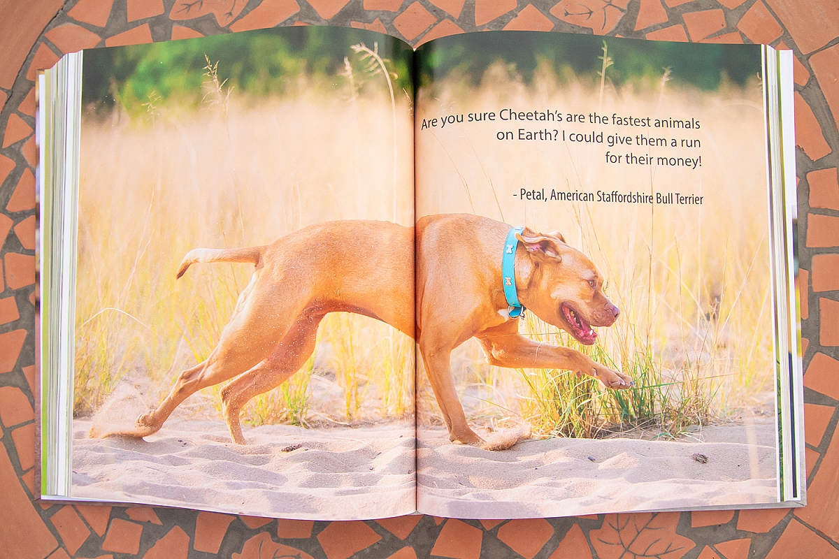 Canines of Character coffee table book | CoC7.jpg
