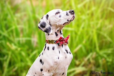 Pongo's photo session