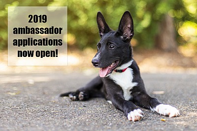 2019 Ambassador Applicaitons now open!