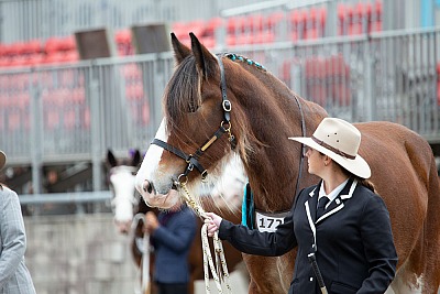 Sydney Royal Easter Show 2019