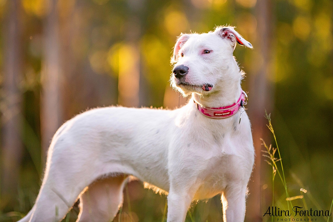 Cookie and Oreo's photo session at Castle Hill Heritage Park