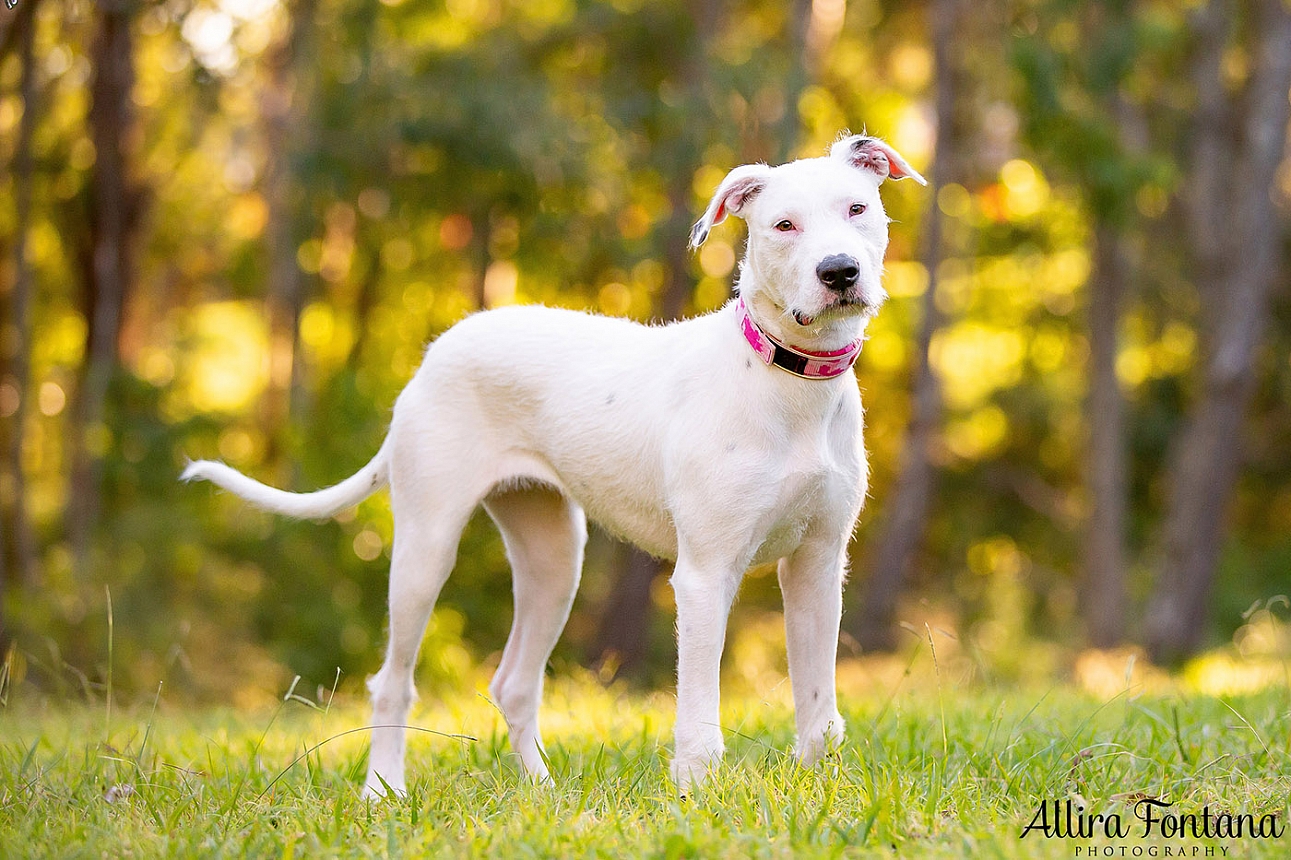 Cookie and Oreo's photo session at Castle Hill Heritage Park