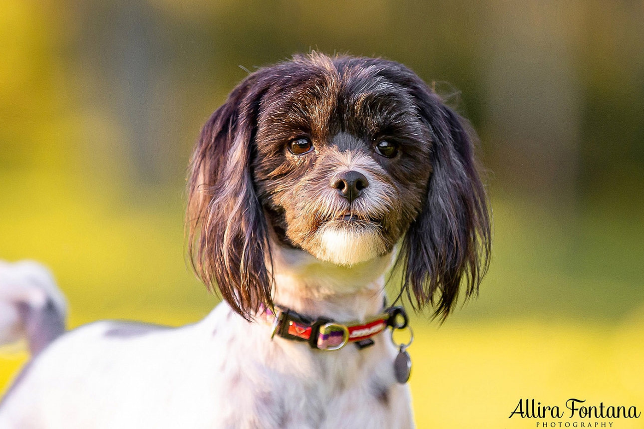 Cookie and Oreo's photo session at Castle Hill Heritage Park