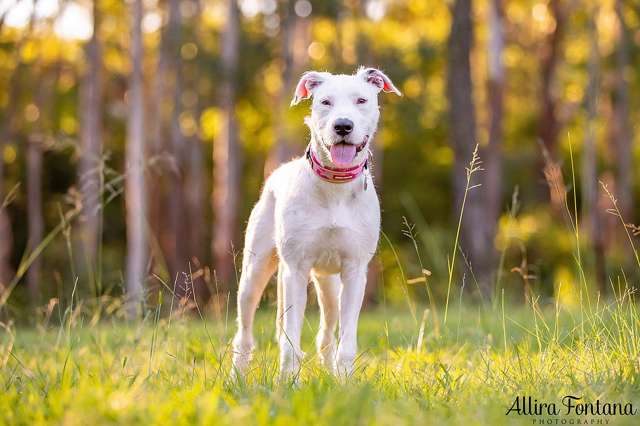 Cookie and Oreo's photo session at Castle Hill Heritage Park