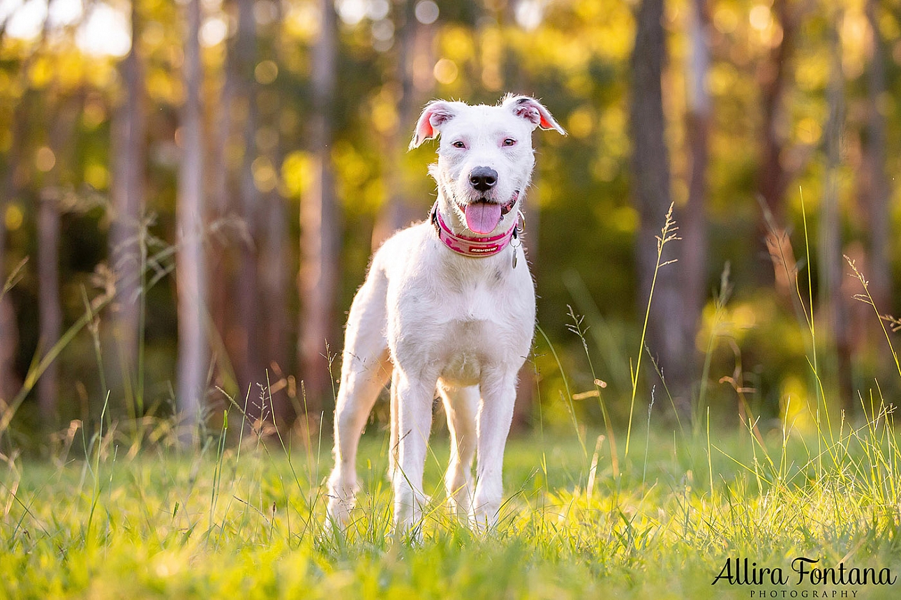 Cookie and Oreo's photo session at Castle Hill Heritage Park 