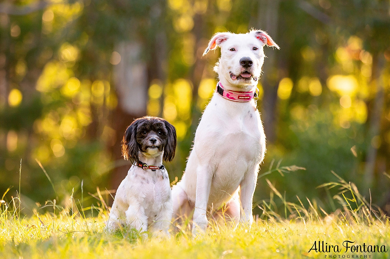 Cookie and Oreo's photo session at Castle Hill Heritage Park 