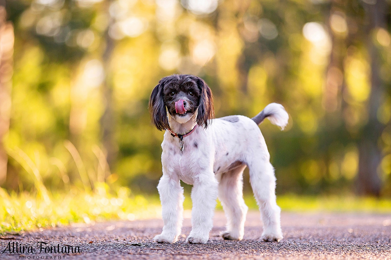 Cookie and Oreo's photo session at Castle Hill Heritage Park