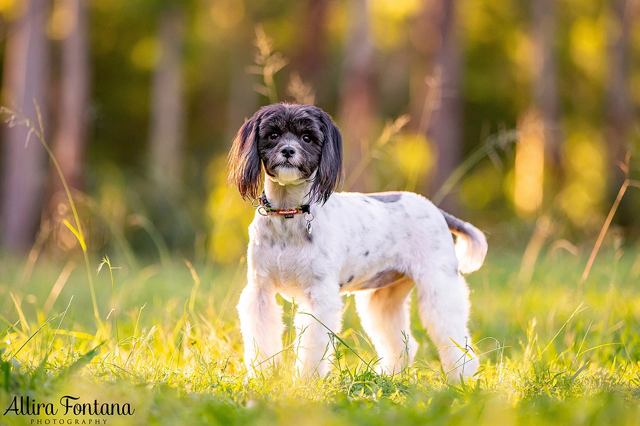Cookie and Oreo's photo session at Castle Hill Heritage Park