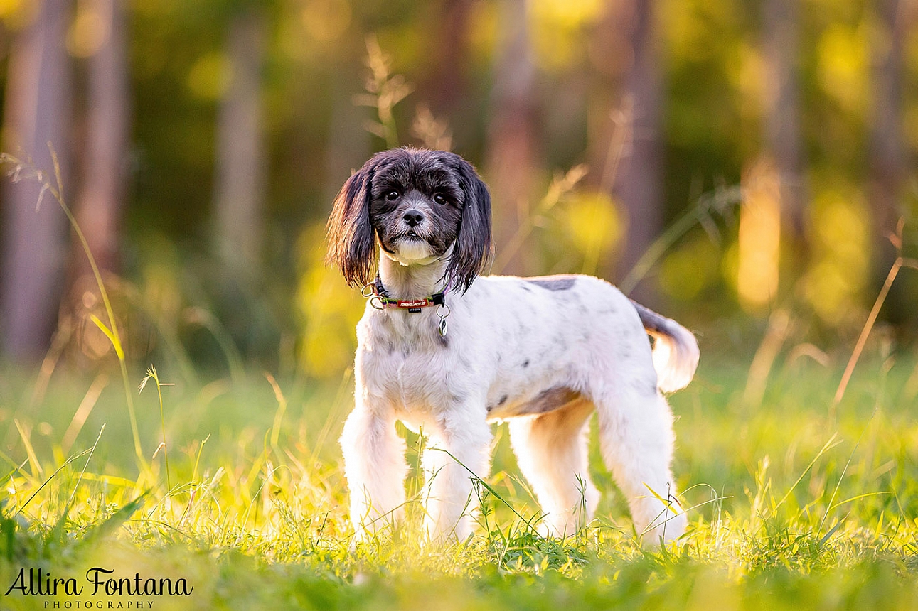 Cookie and Oreo's photo session at Castle Hill Heritage Park 