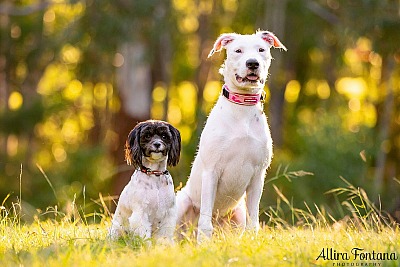 Cookie and Oreo's photo session at Castle Hill Heritage Park