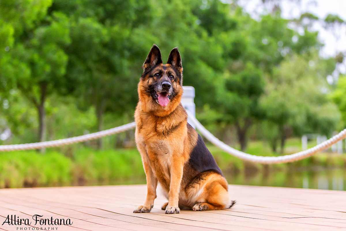 German Shepherd Rescue 2019 calendar photo session 