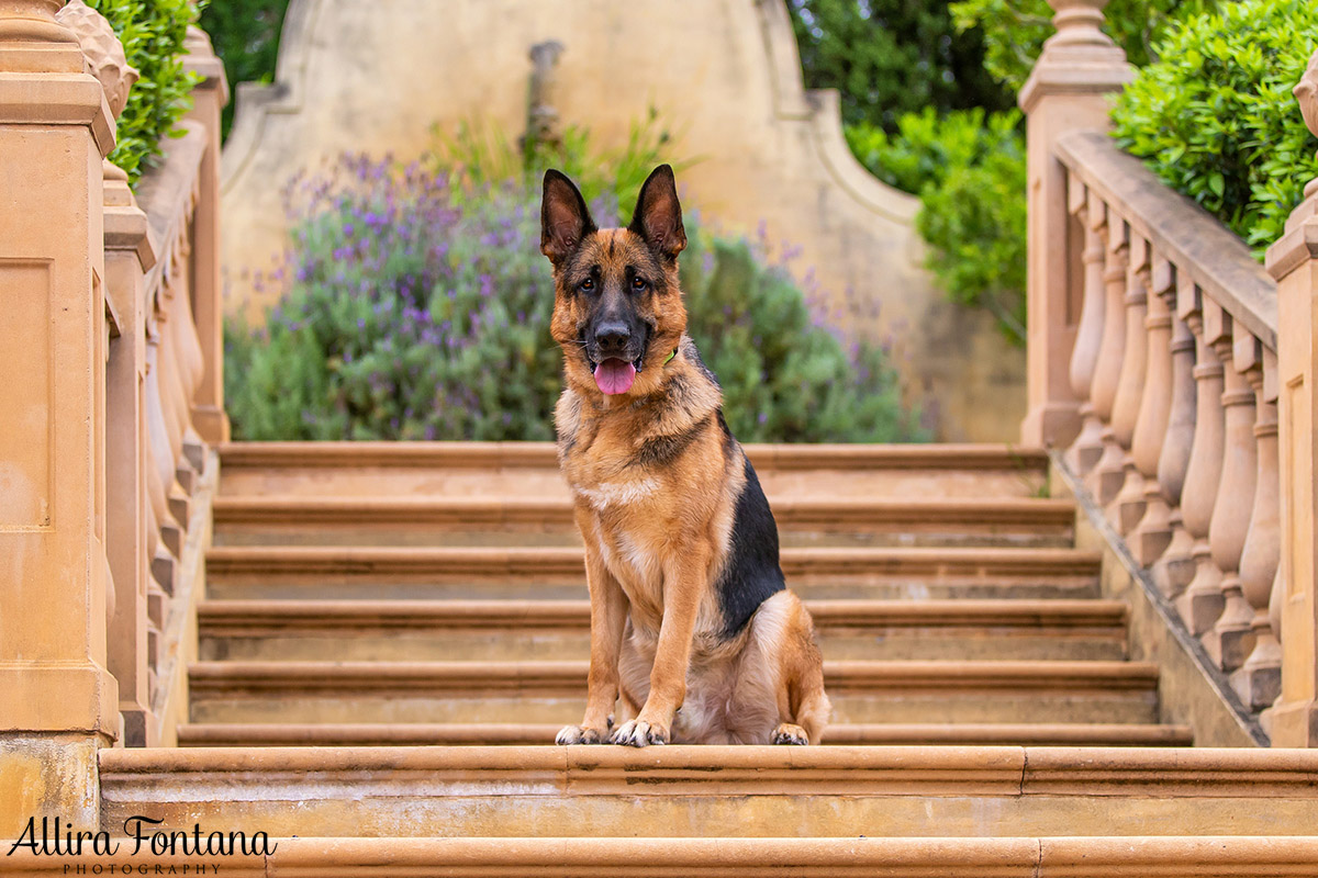 German Shepherd Rescue 2019 calendar photo session 