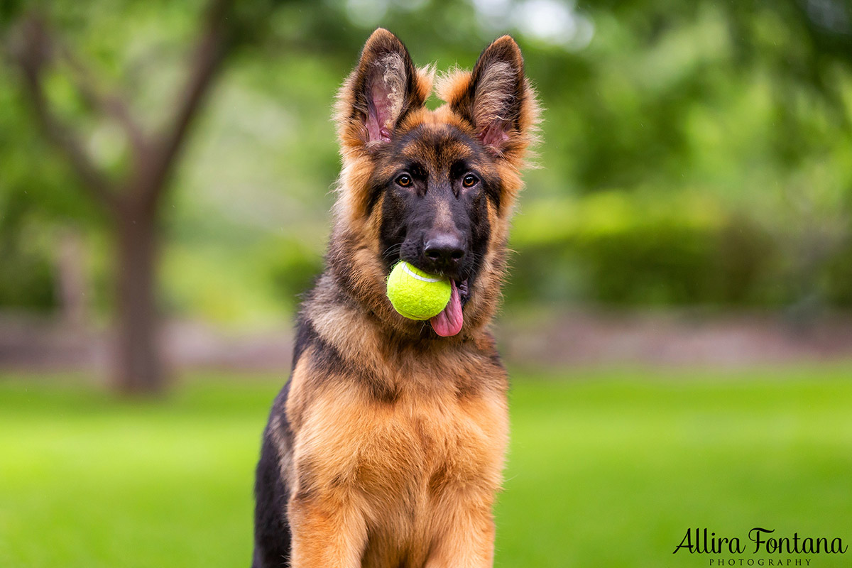 German Shepherd Rescue 2019 calendar photo session 